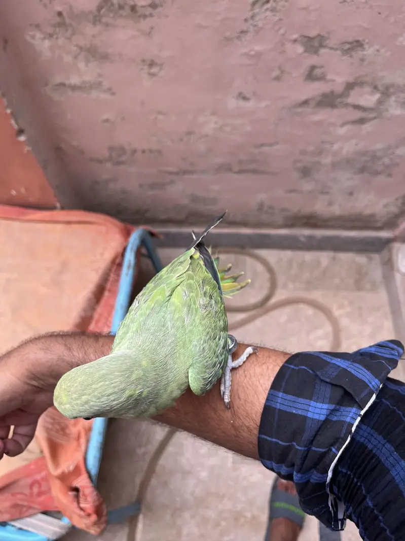 Hand tame Ring neack phatha for sell — photo 7