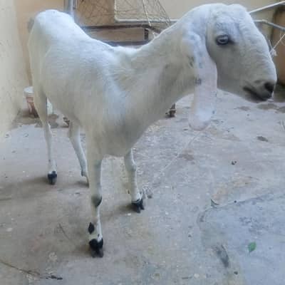 White Bakri for Sale