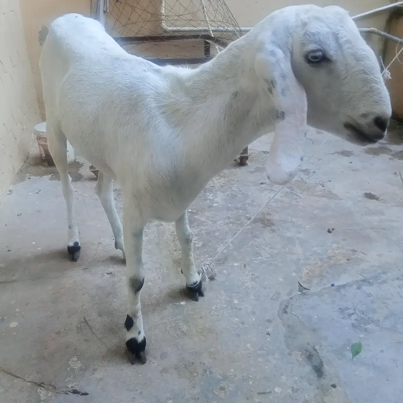 White Bakri for Sale