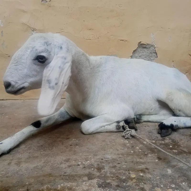White Bakri for Sale — photo 2