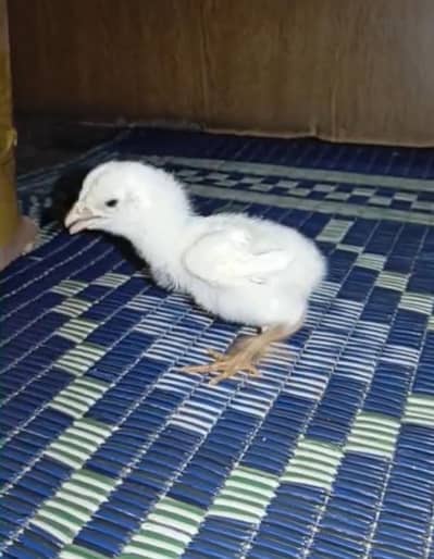 TOP QUALITY GERMAN OH SHAMO CHICKS AVAILABLE FOR SALE. (03086707442)