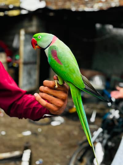 raw parrot male