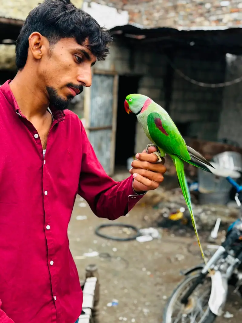 raw parrot male — photo 2