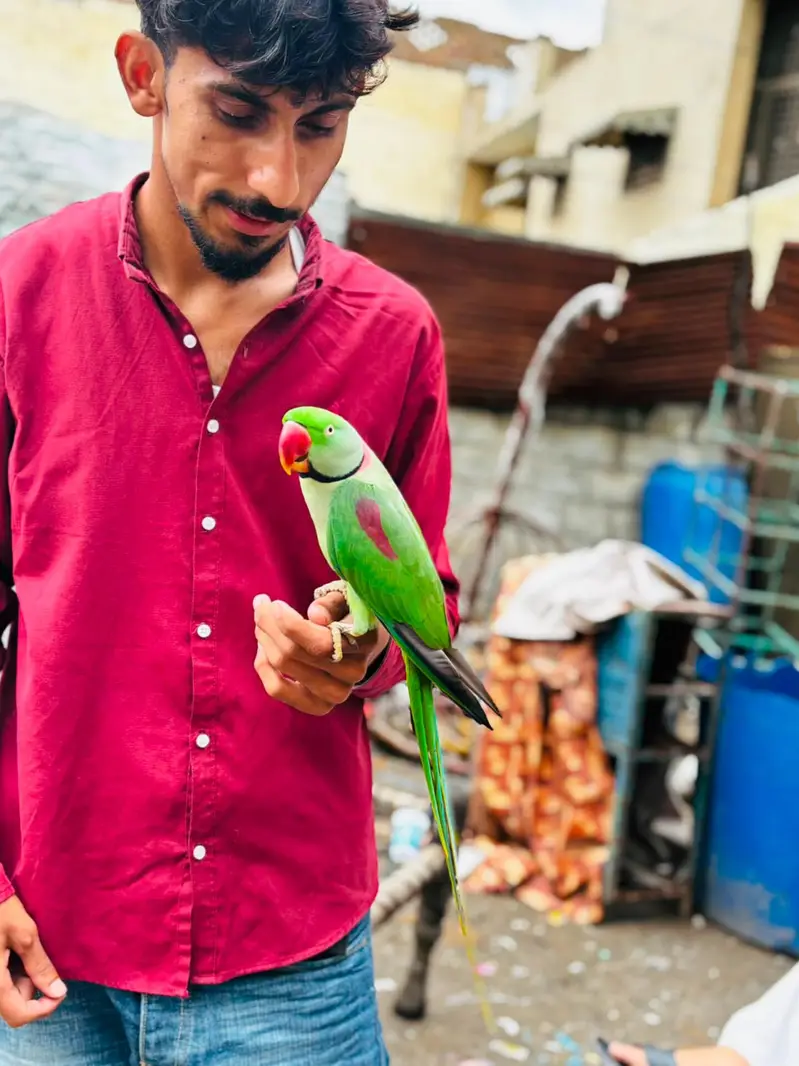 raw parrot male — photo 3