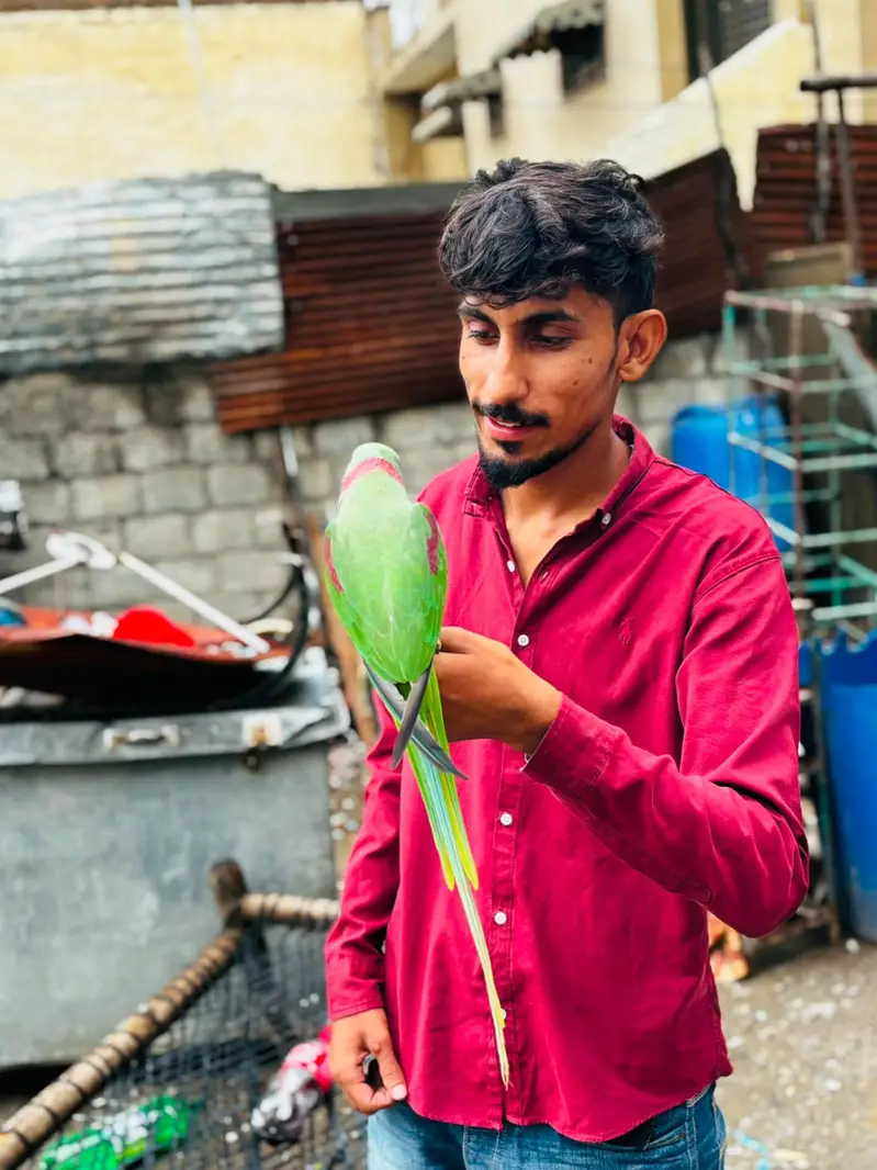 raw parrot male — photo 4