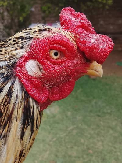 zero size male for sale exchng posible