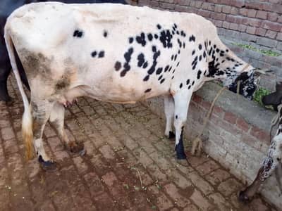 Cow | Wchi | Female Cow | Croos Cow | Cow / wchi for Sale