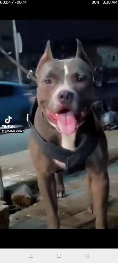 pitbull female