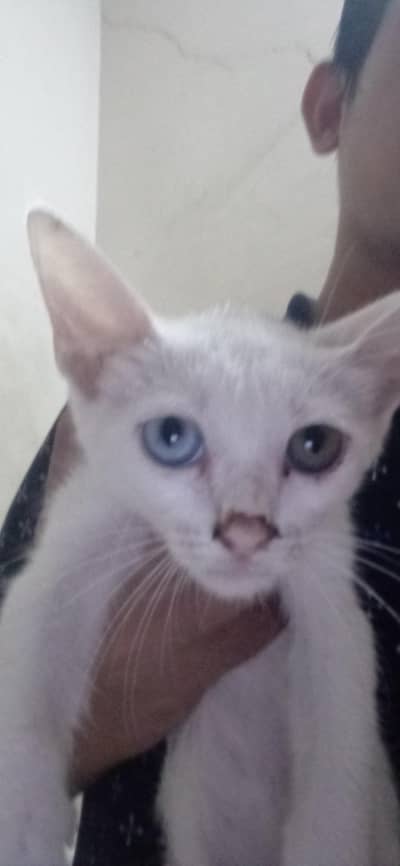 domestic Persian kitten  different eyes