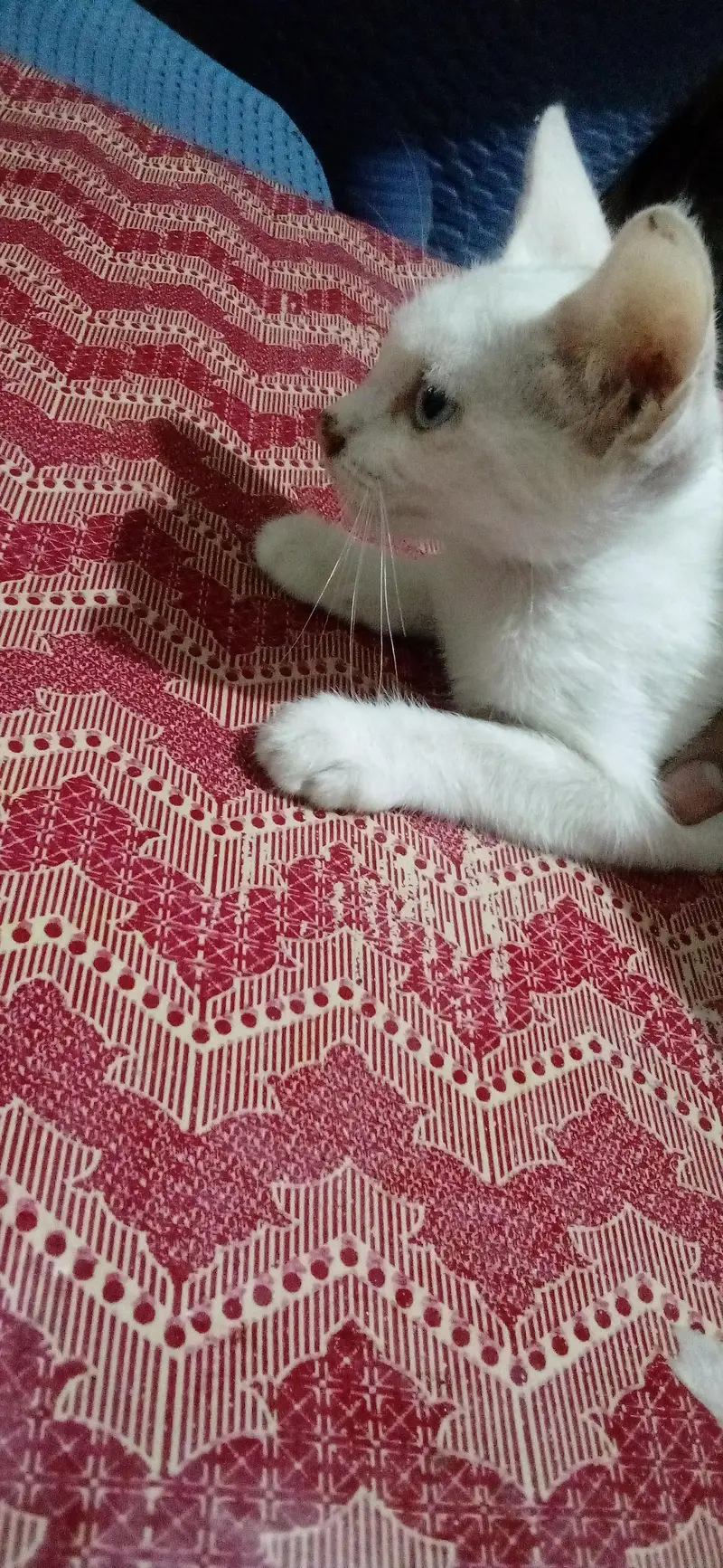 domestic Persian kitten  different eyes — photo 3