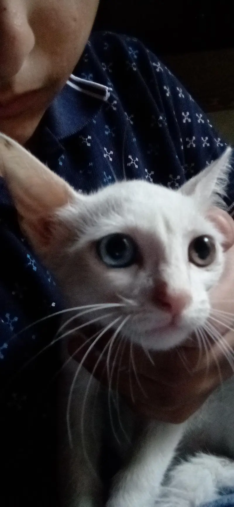 domestic Persian kitten  different eyes — photo 4