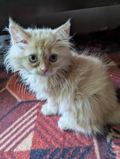 Persian Kitten