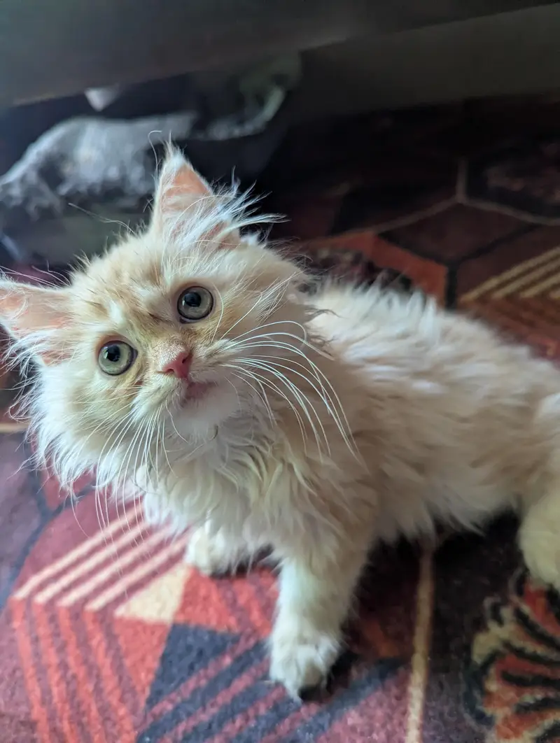 Persian kitten | cream kitten | triple coat kitten | cat | doll face — photo 2