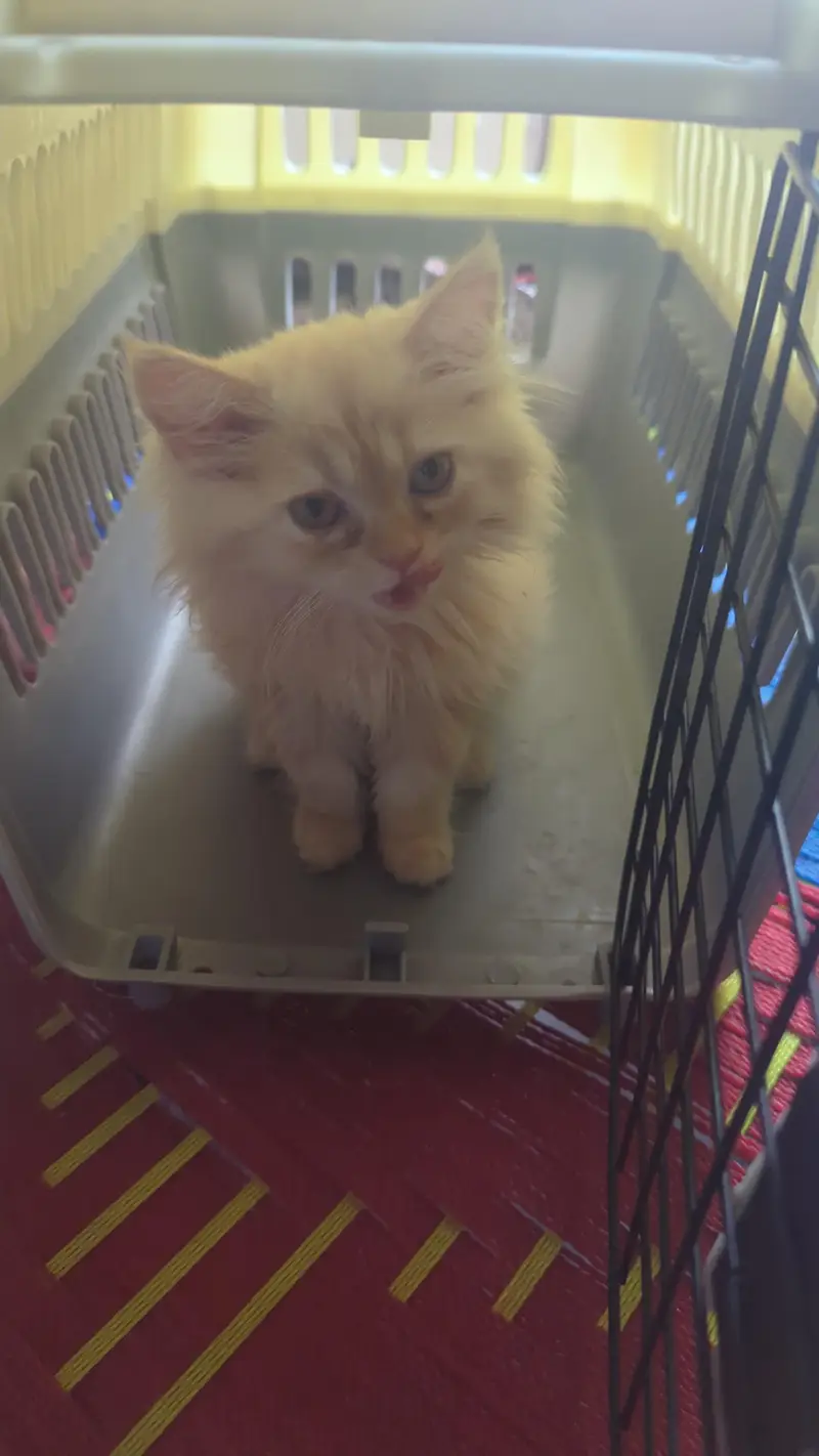 Persian kitten | cream kitten | triple coat kitten | cat | doll face — photo 3