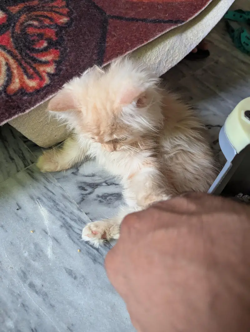 Persian kitten | cream kitten | triple coat kitten | cat | doll face — photo 4