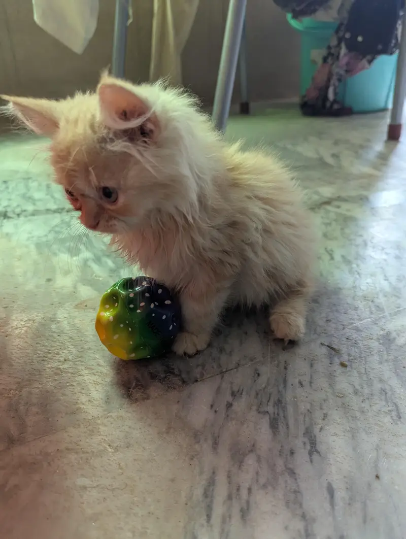 Persian kitten | cream kitten | triple coat kitten | cat | doll face — photo 5