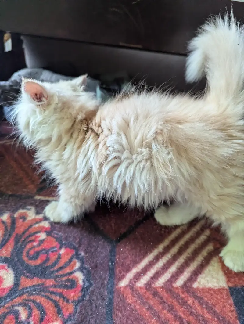 Persian kitten | cream kitten | triple coat kitten | cat | doll face — photo 6