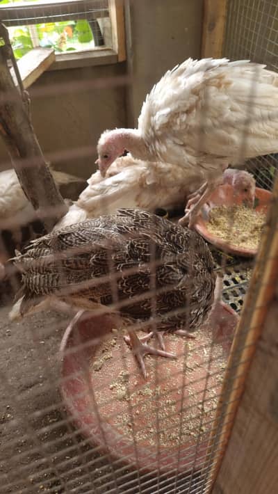 turkey patthay