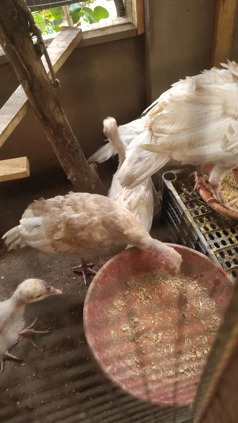 turkey patthay — photo 2