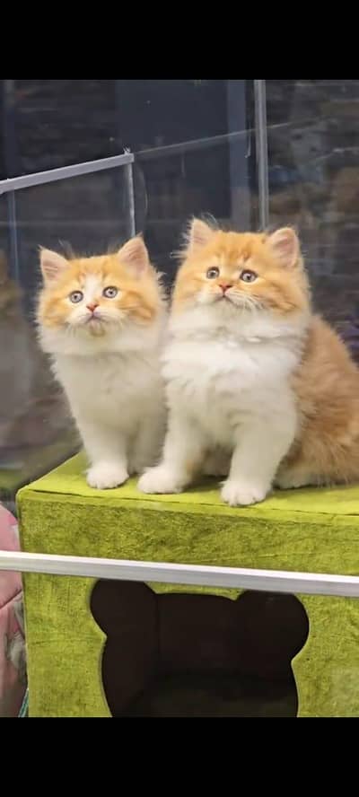 pure Persian cats vaccinated and healthy active WhatsApp/0344/6895398/