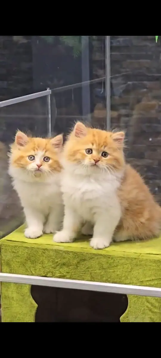 pure Persian cats vaccinated and healthy active WhatsApp/0344/6895398/ — photo 2