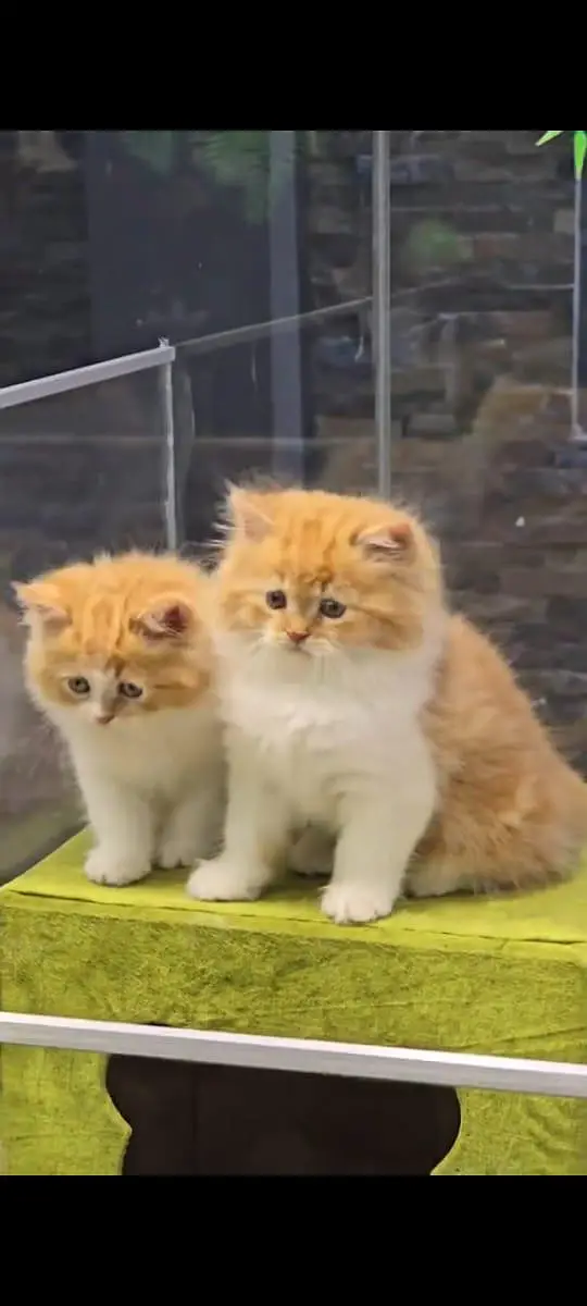 pure Persian cats vaccinated and healthy active WhatsApp/0344/6895398/ — photo 4
