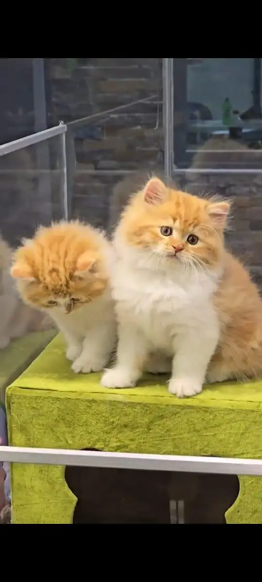 pure Persian cats vaccinated and healthy active WhatsApp/0344/6895398/ — photo 5