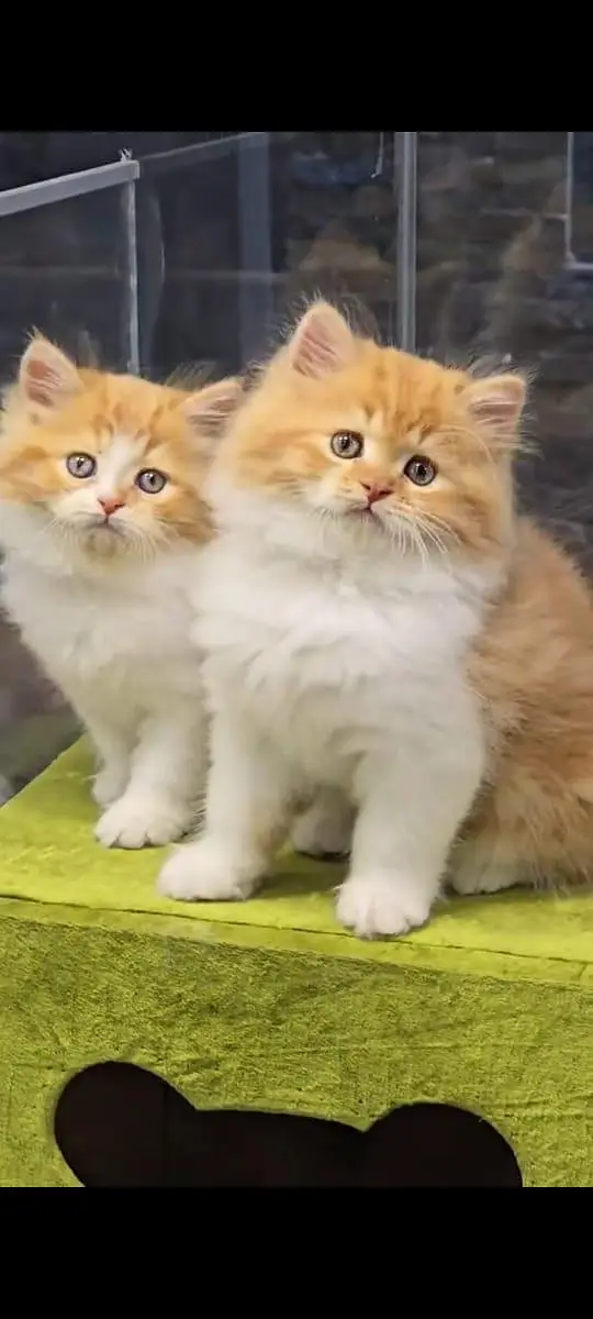 pure Persian cats vaccinated and healthy active WhatsApp/0344/6895398/ — photo 6