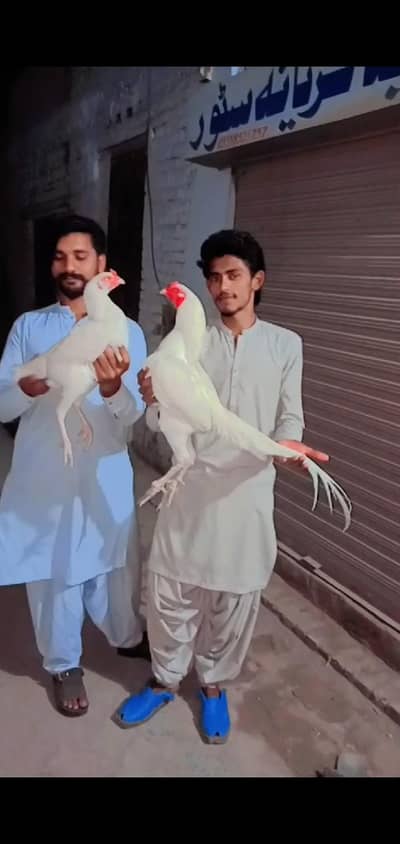 اصیل (Aseel) مرغی برائے فروخت