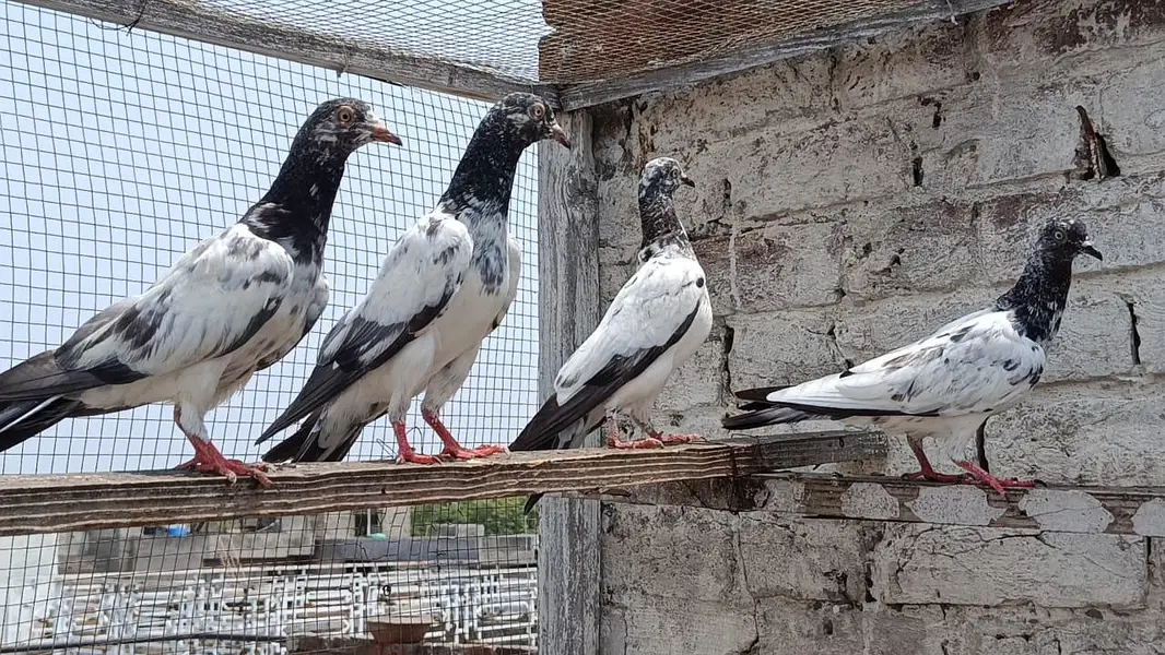 Teddy Golden Resulted Chicks — photo 2