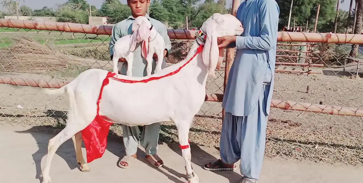 2 bacchon wali desi bakri for sale call me 03091039419