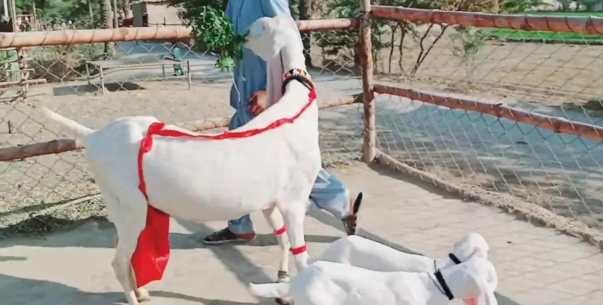 2 bacchon wali desi bakri for sale call me 03091039419 — photo 2