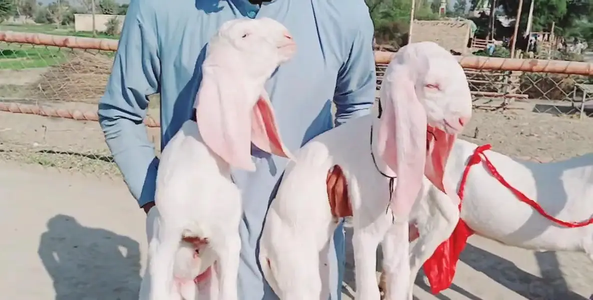2 bacchon wali desi bakri for sale call me 03091039419 — photo 3