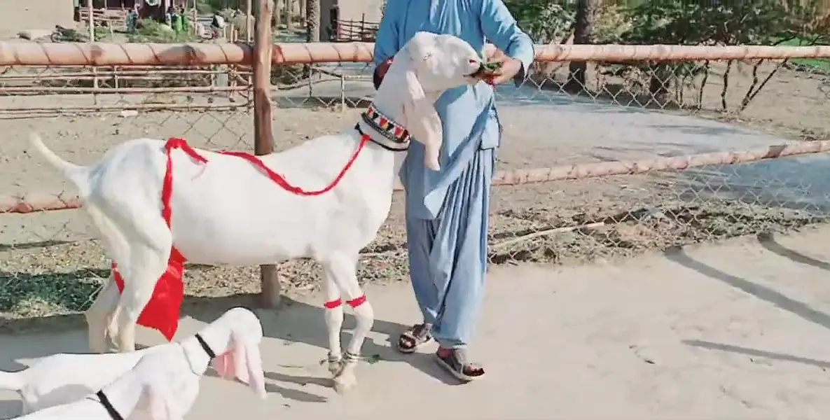 2 bacchon wali desi bakri for sale call me 03091039419 — photo 4