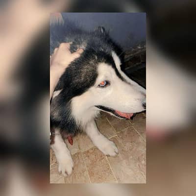 active dog and heathy dog fall code hair  colour black and white
