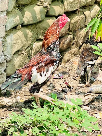 morgha for sale