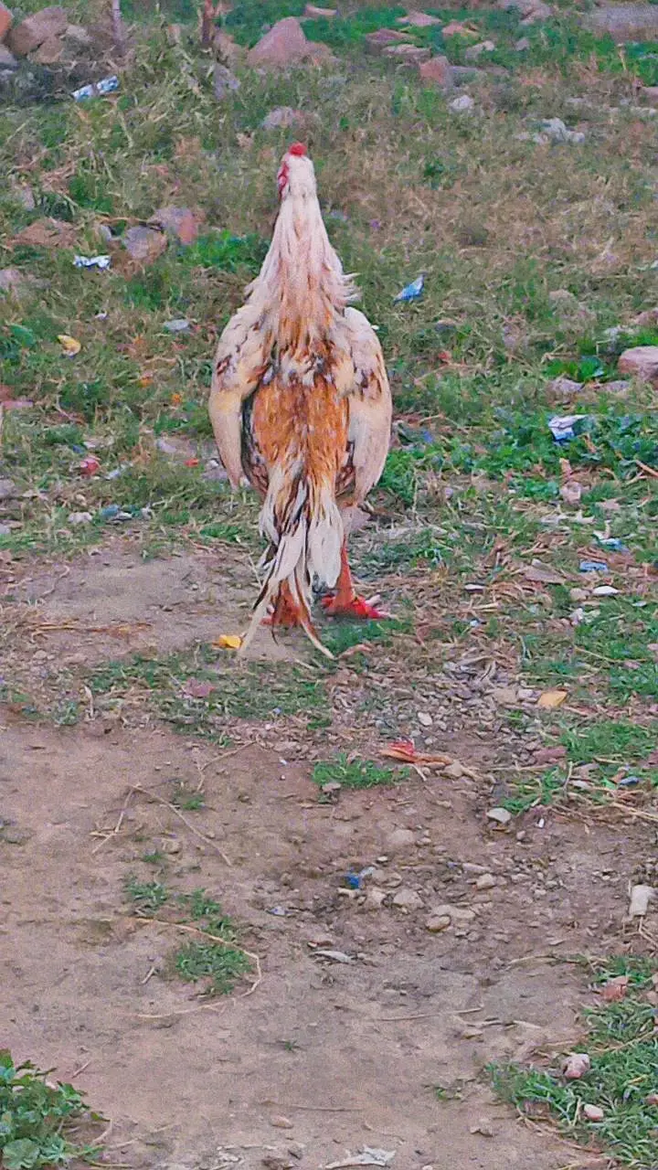 Aseel murgha — photo 3