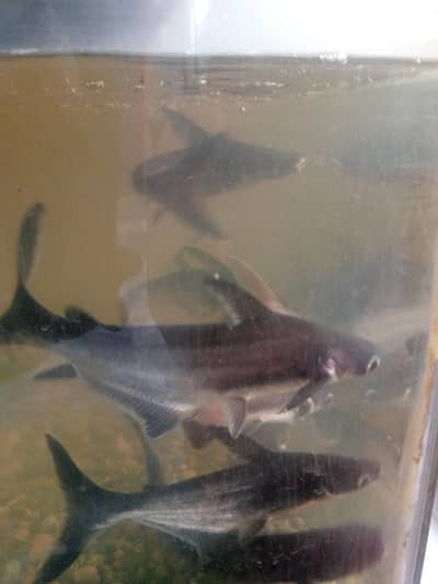 blue line shark fish pair 10 to 12 inch