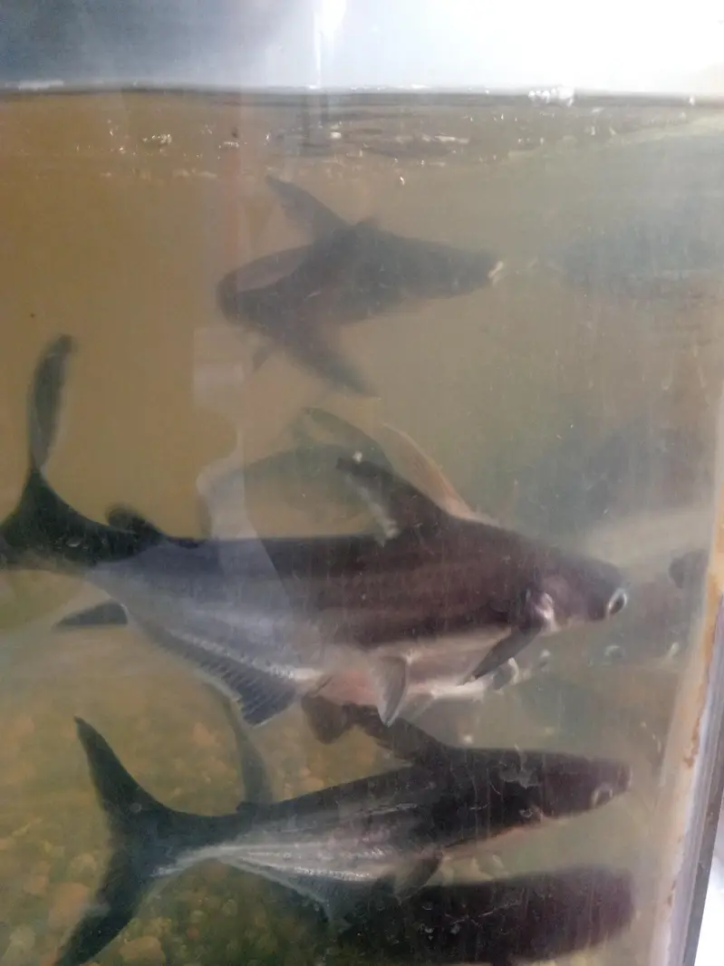 blue line shark fish pair 10 to 12 inch