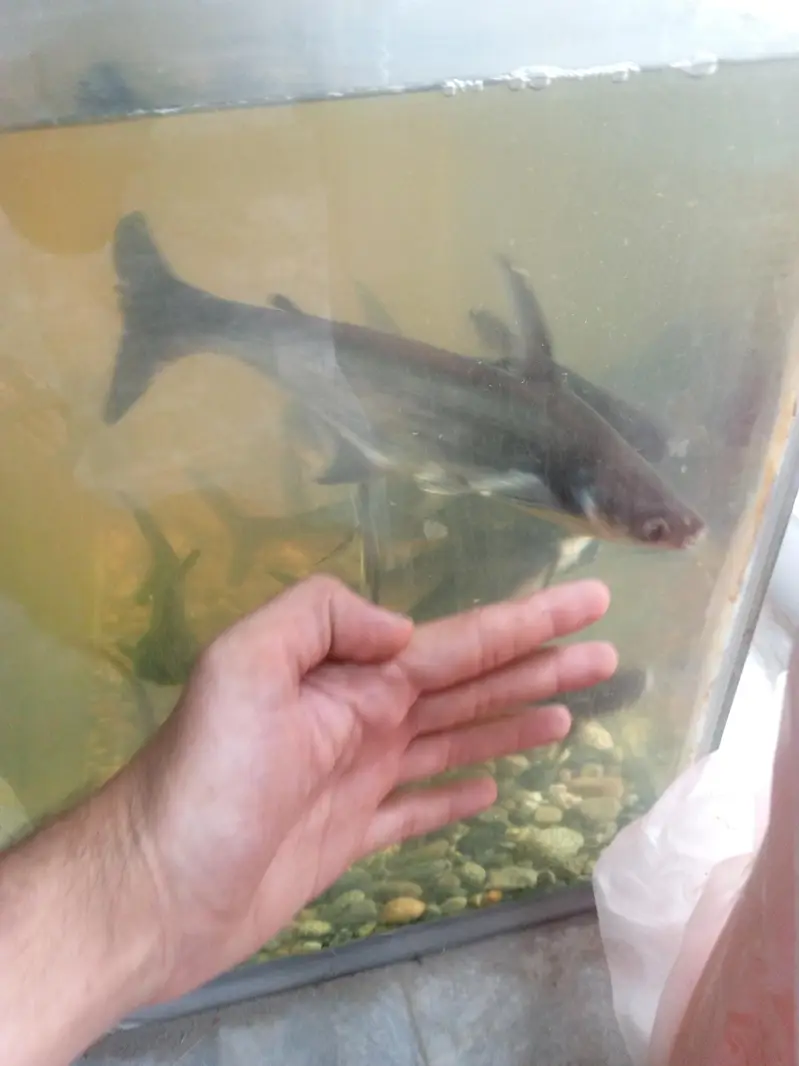 blue line shark fish pair 10 to 12 inch — photo 2