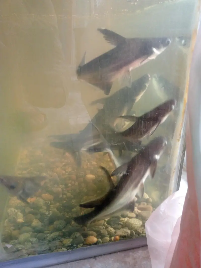 blue line shark fish pair 10 to 12 inch — photo 3