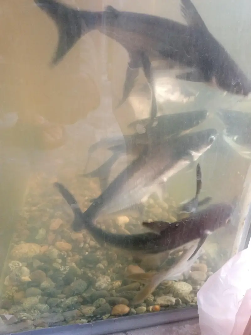 blue line shark fish pair 10 to 12 inch — photo 4