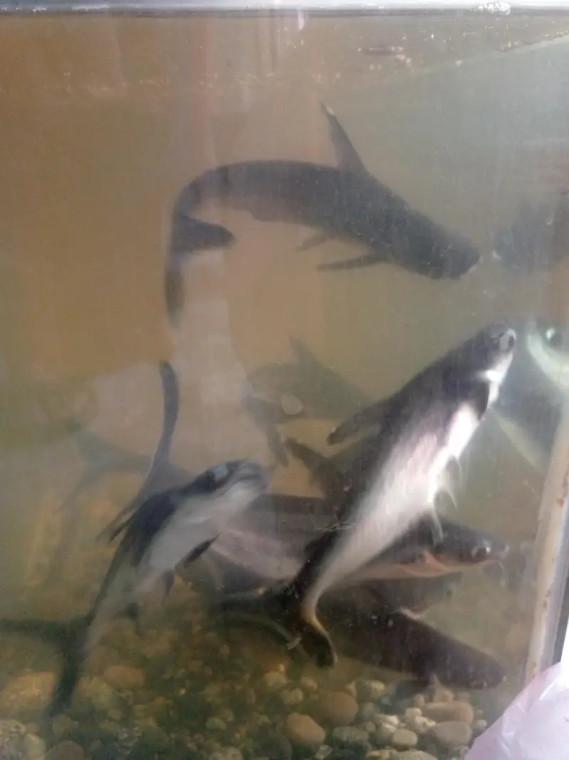 blue line shark fish pair 10 to 12 inch — photo 5