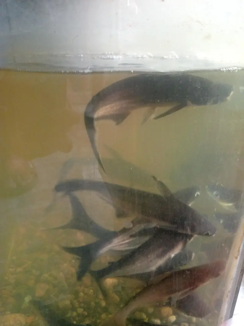 blue line shark fish pair 10 to 12 inch — photo 6