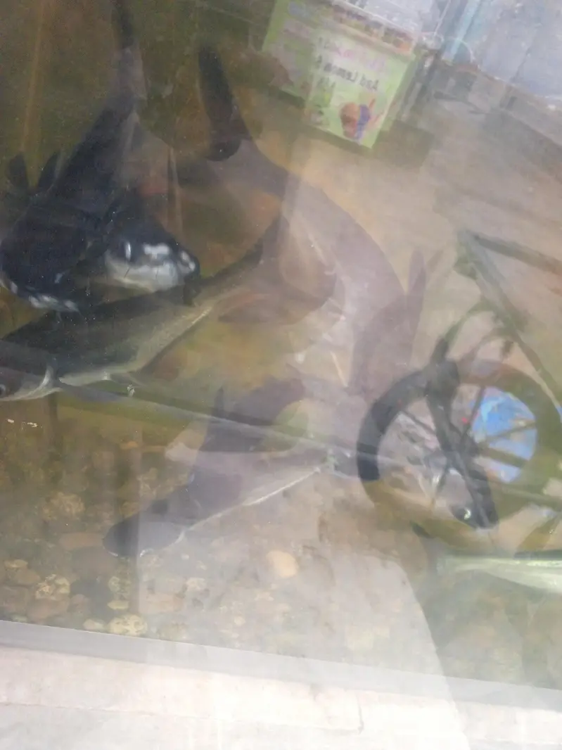 blue line shark fish pair 10 to 12 inch — photo 7
