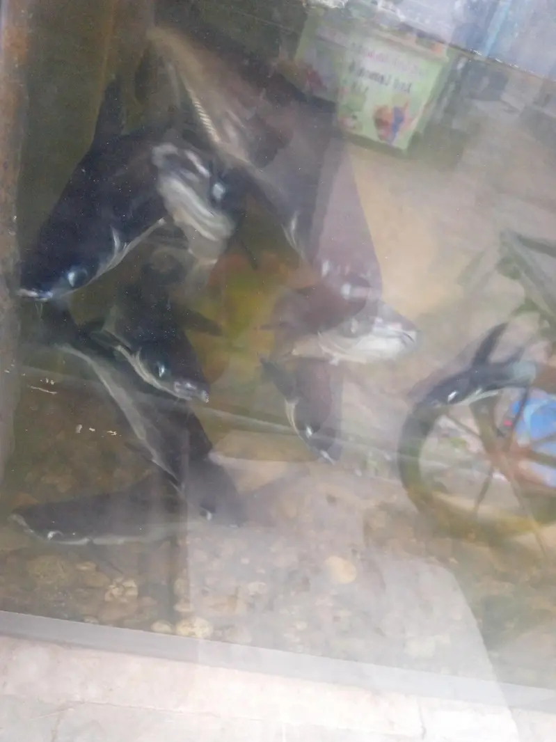 blue line shark fish pair 10 to 12 inch — photo 8