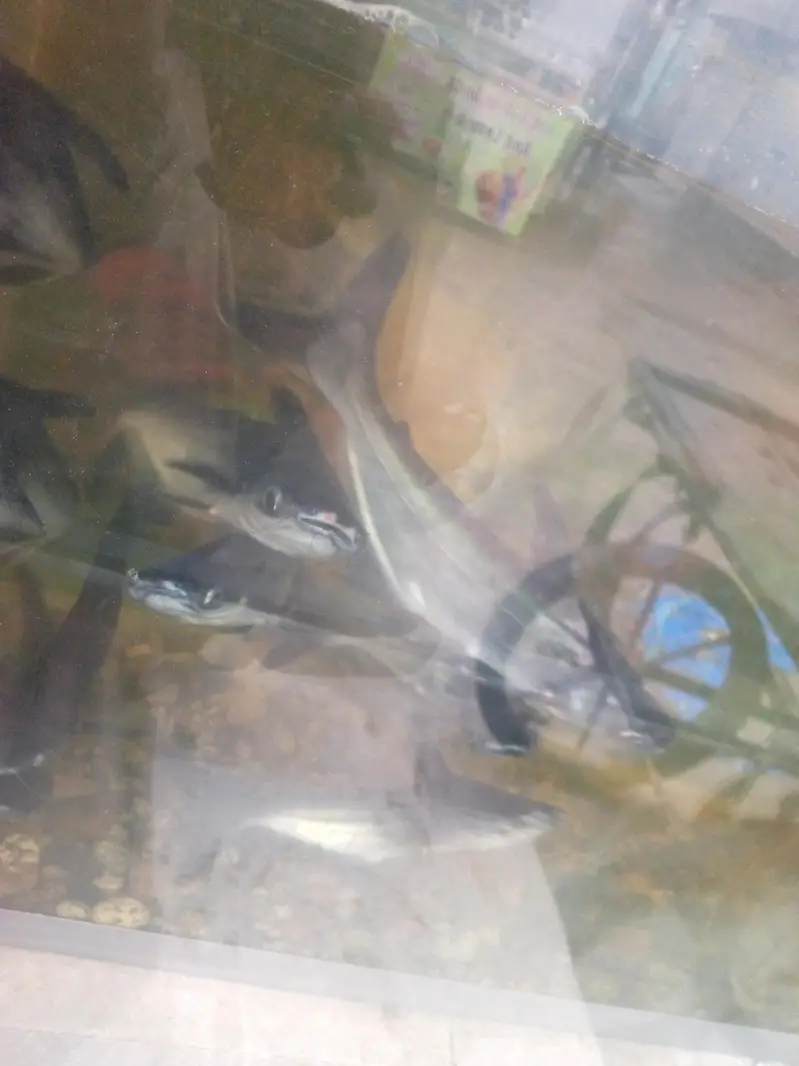 blue line shark fish pair 10 to 12 inch — photo 9
