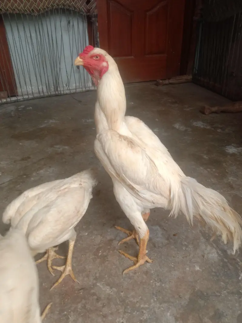pure quality fully active shamo — photo 2
