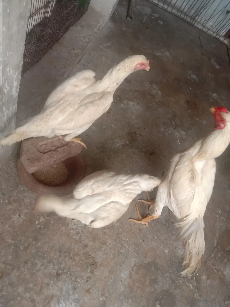 pure quality fully active shamo — photo 3