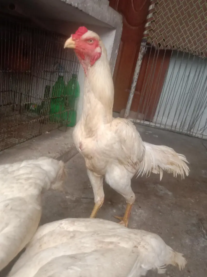 pure quality fully active shamo — photo 4